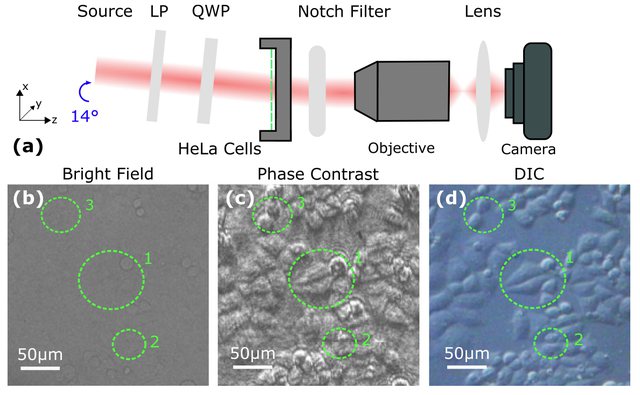 Optical setup using a thin-film notch filter, with HeLa cells imaged in bright field, phase contrast and DIC