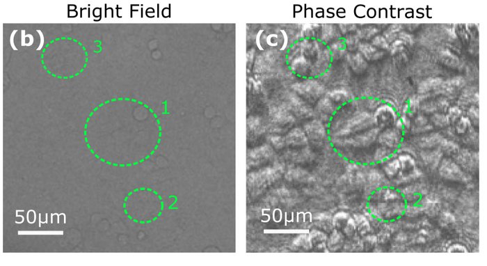 Bright-field and phase-contrast images of the same unstained biological sample, with matching features circled in each