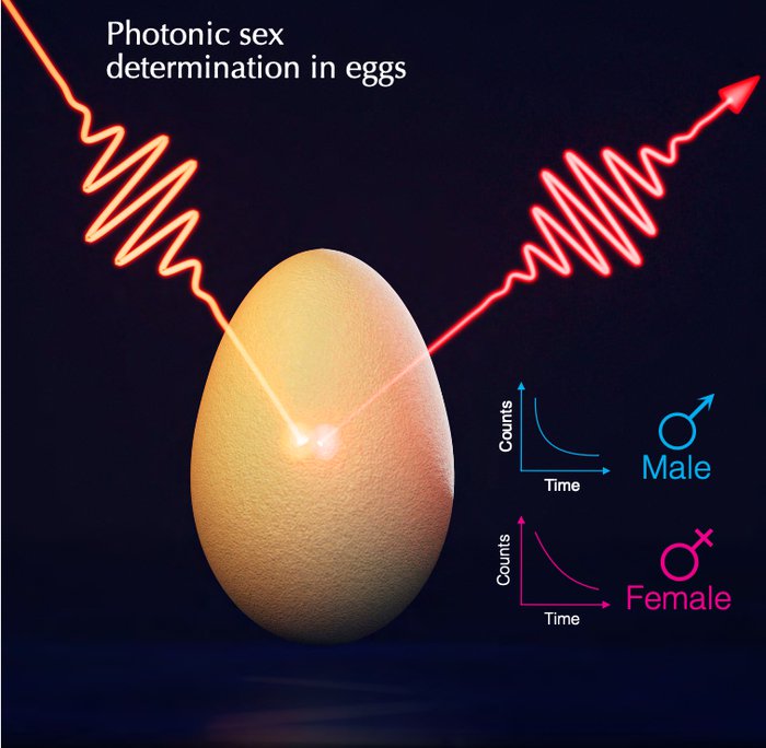 Illustration of photonic sex determination in eggs: light scattered from an egg giving different fluorescence decay curves for male and female